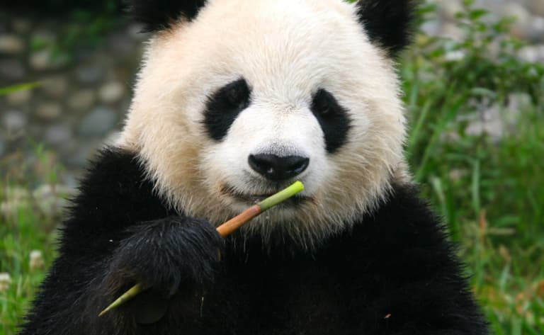 Centre de recherche du Panda Géant